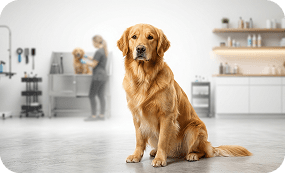 Pet Care